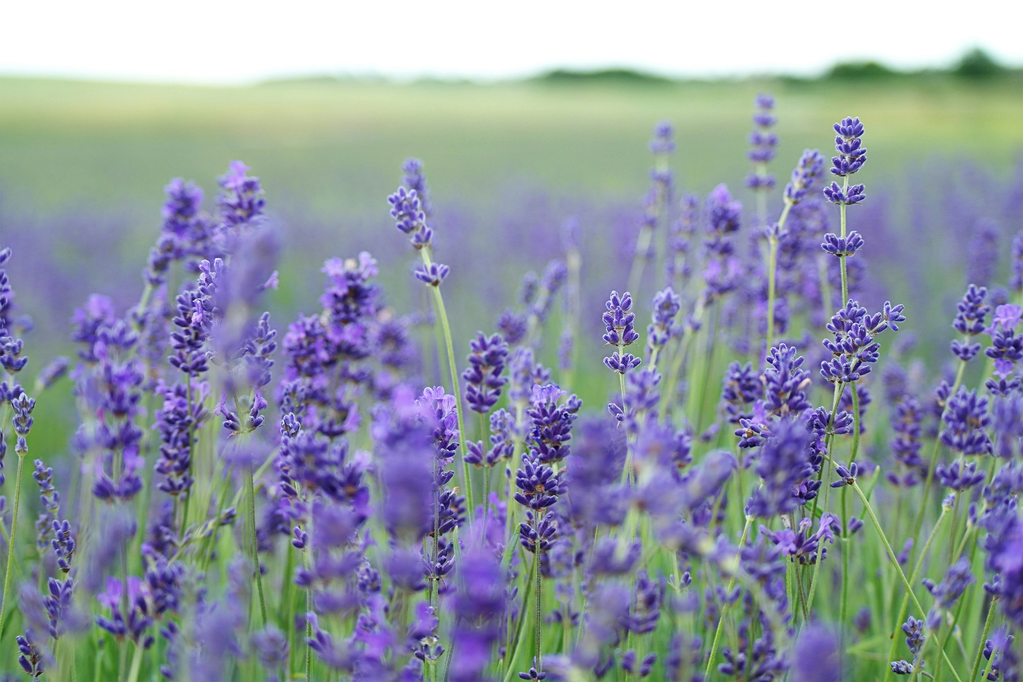 Lavandula (Lavendar)